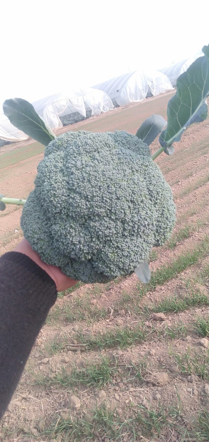 市场货加工厂货西兰花大量上市中，大量有货