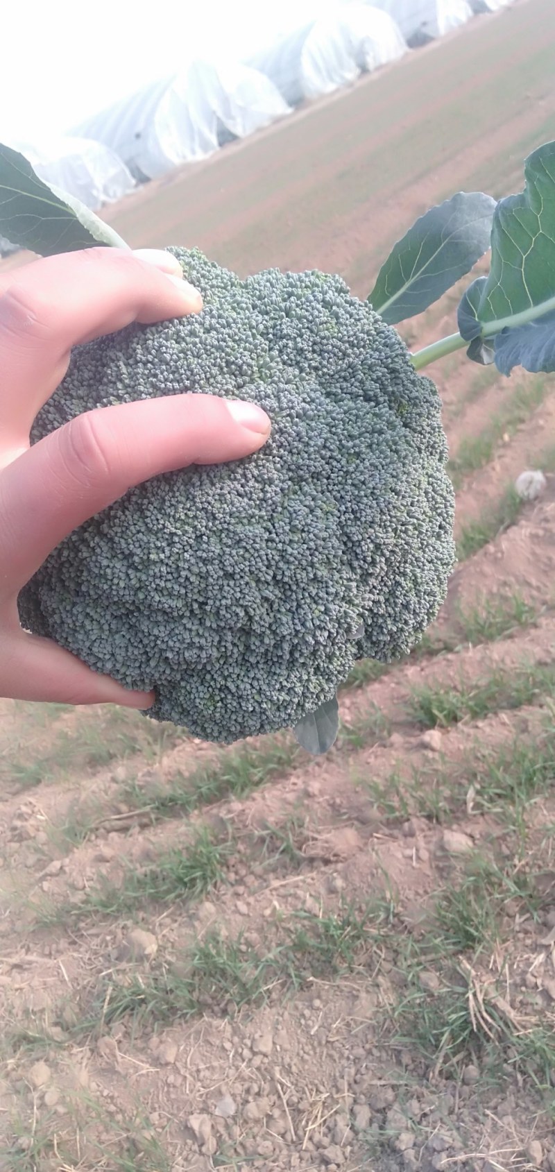市场货加工厂货西兰花大量上市中，大量有货