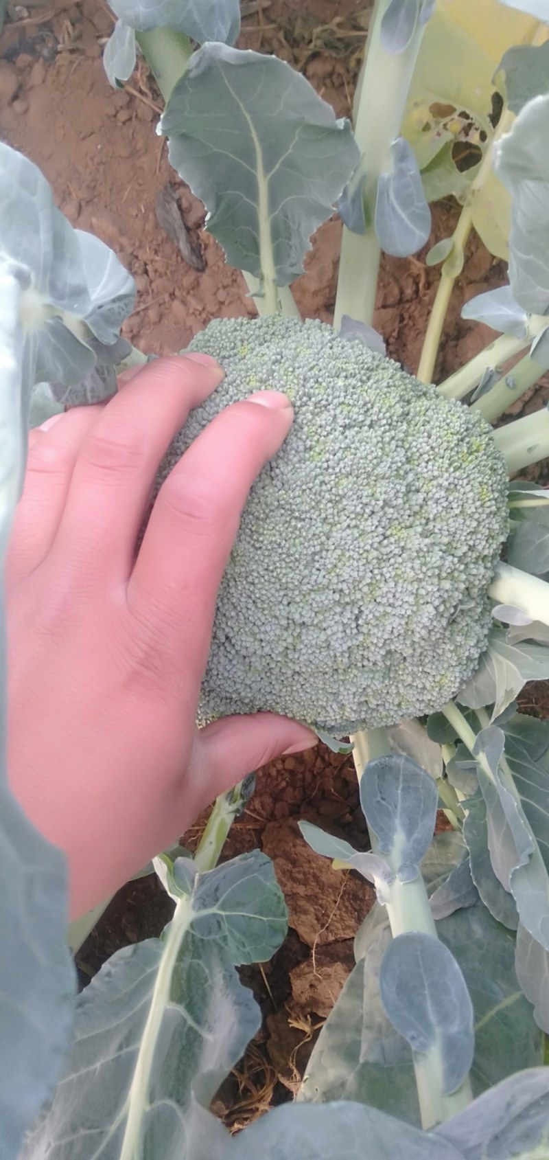 西兰花耐寒优秀，加工厂货市场货大量上市中