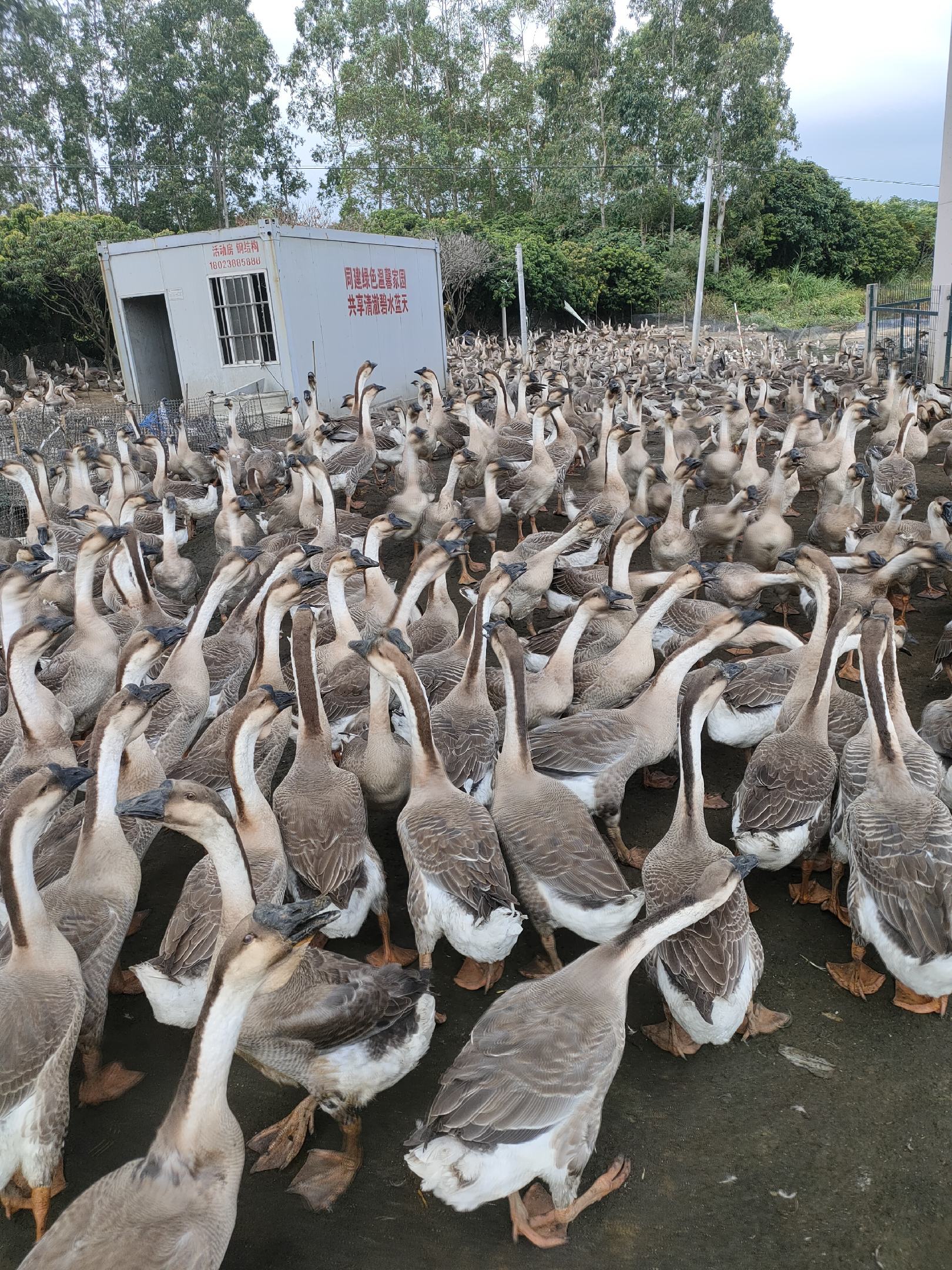 正宗阳江大白沙肉鹅,70天均重15斤左右