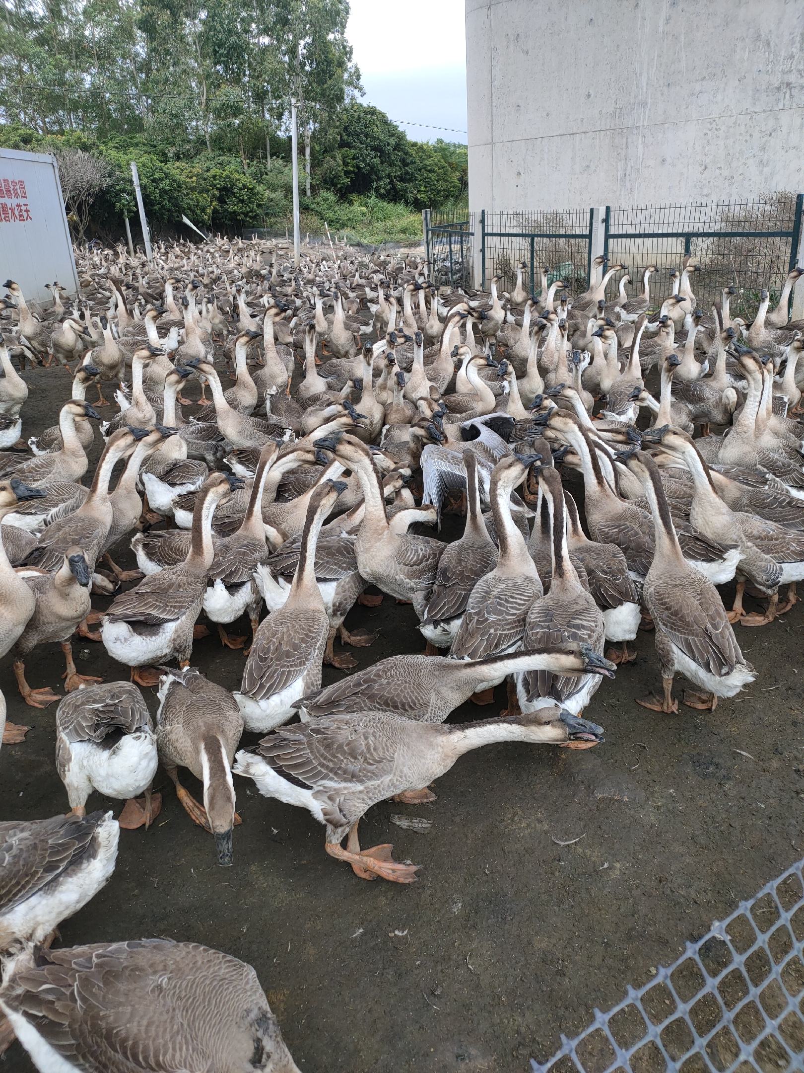 正宗阳江大白沙肉鹅,70天均重15斤左右