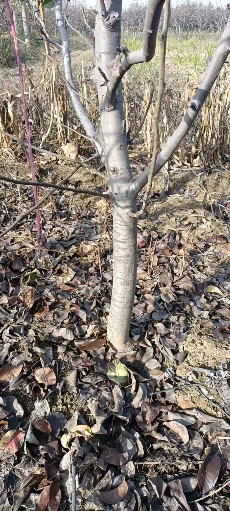 秋月梨，占地梨树，圆黄梨树，工程用树，根系好，成活率高，