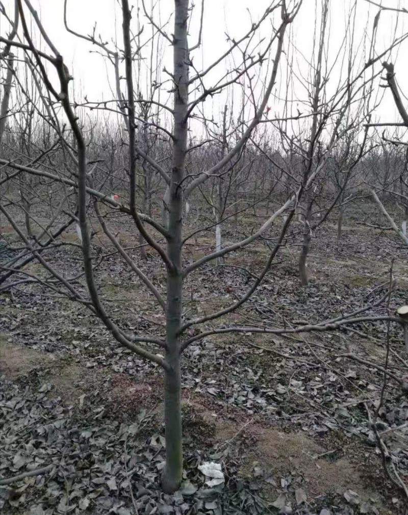 秋月梨，占地梨树，圆黄梨树，工程用树，根系好，成活率高，