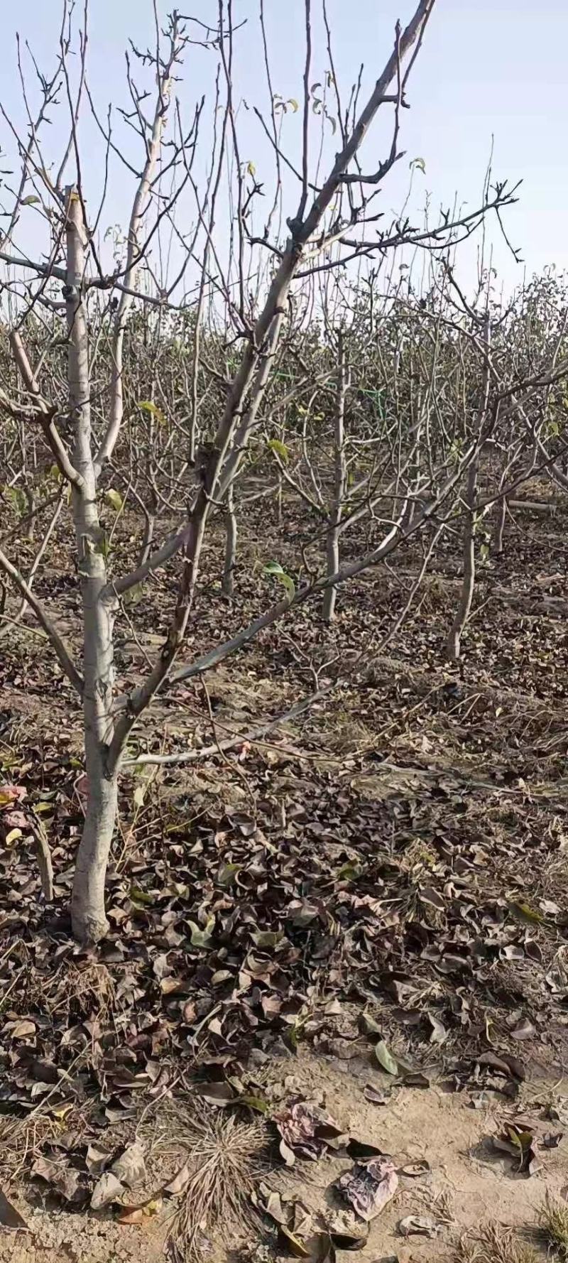 秋月梨，占地梨树，圆黄梨树，工程用树，根系好，成活率高，