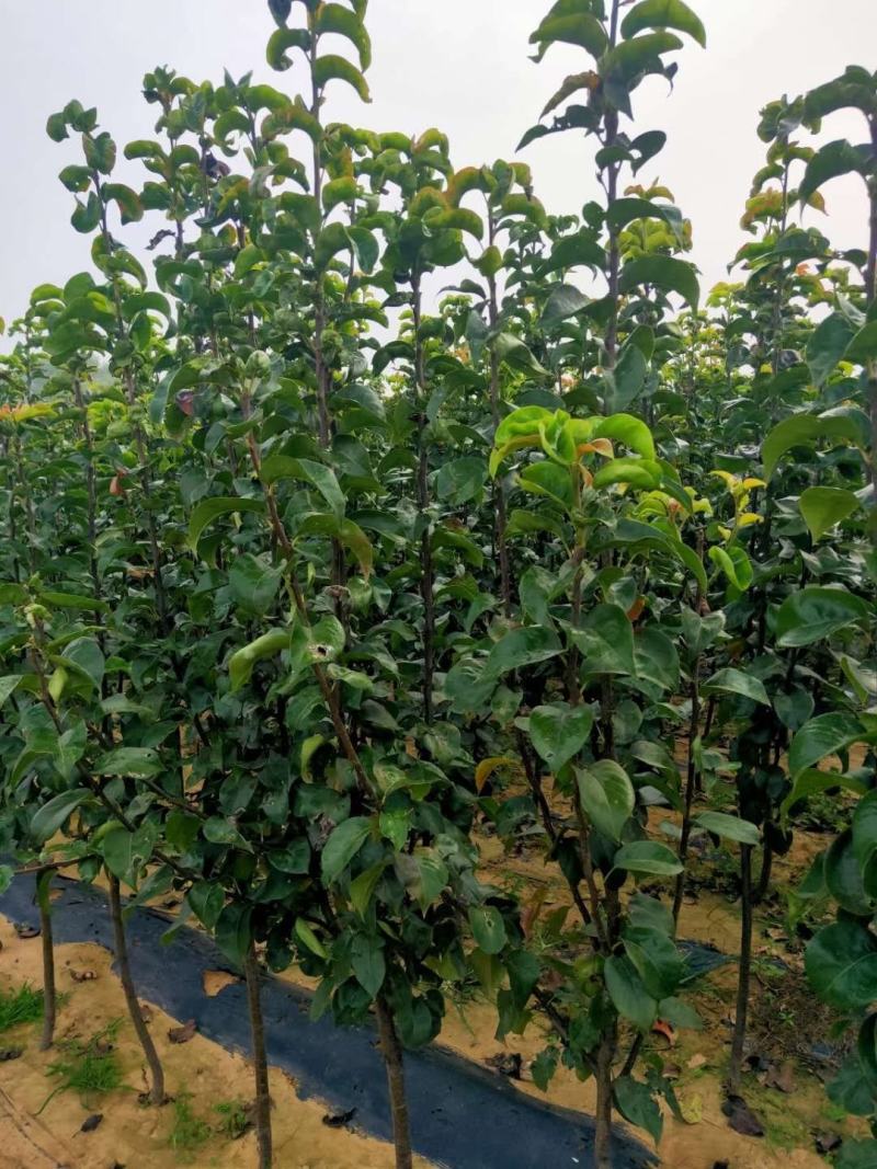 秋月梨，占地梨树，圆黄梨树，工程用树，根系好，成活率高，