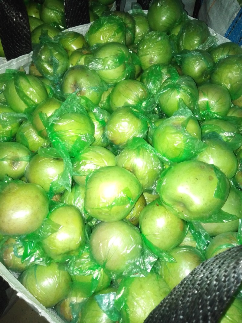 【果园直发量大价优】烟台莱阳自家种植印度青苹果，香甜可囗