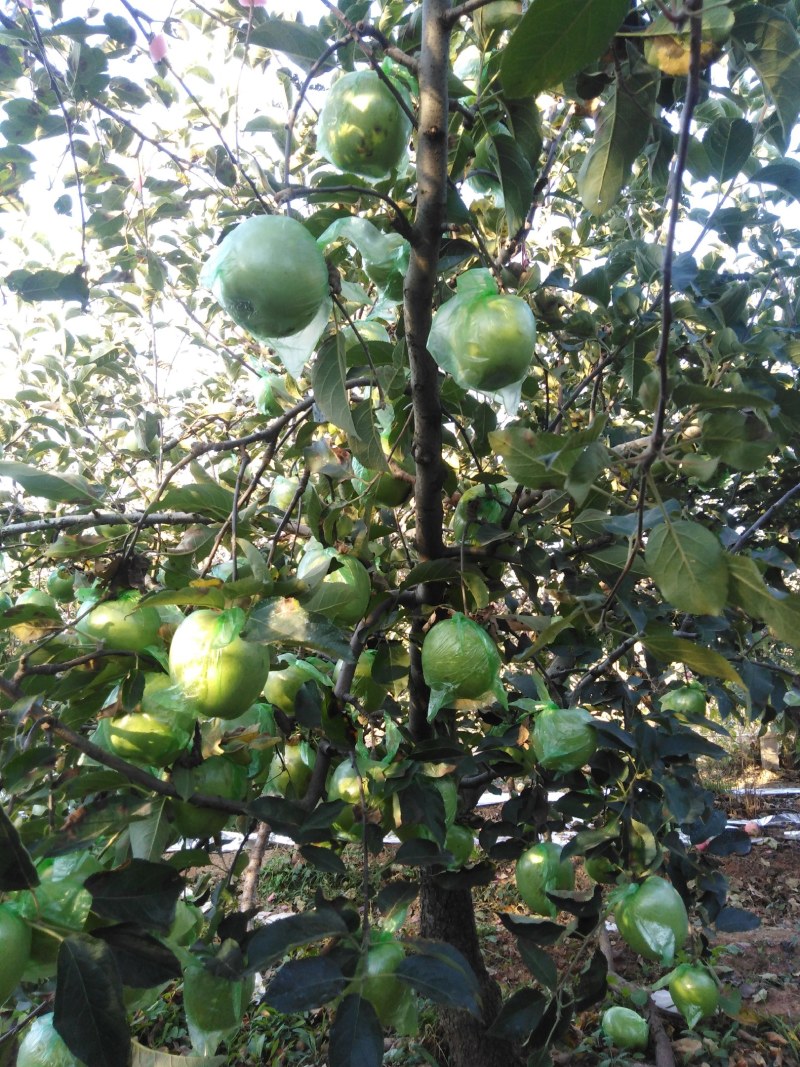 【果园直发量大价优】烟台莱阳自家种植印度青苹果，香甜可囗