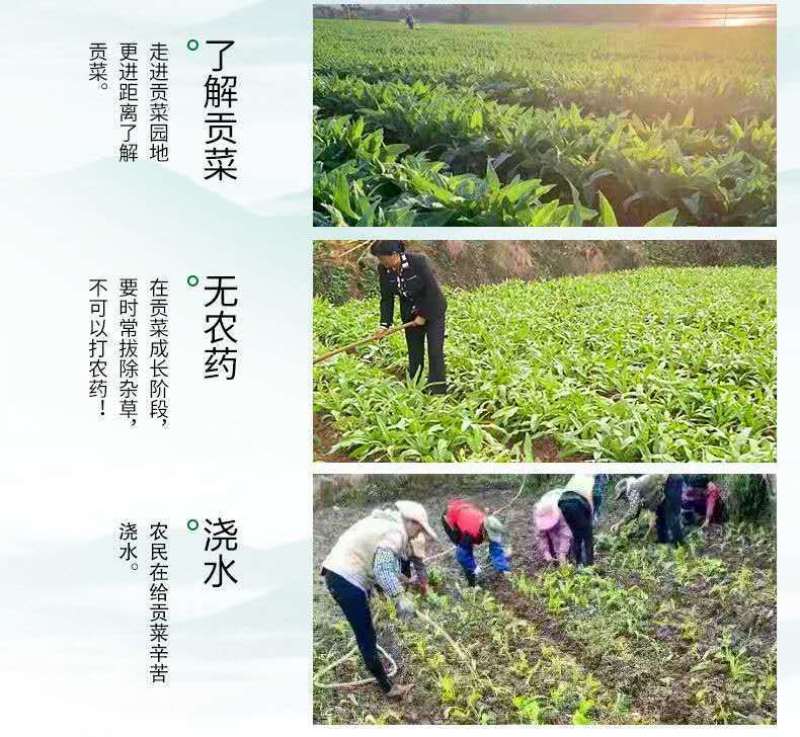 【精品】安徽特产贡菜全国接单视频看货量大优惠，全国接单