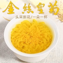金丝皇菊一朵一杯大菊花徽州皇菊散装包装菊花茶
