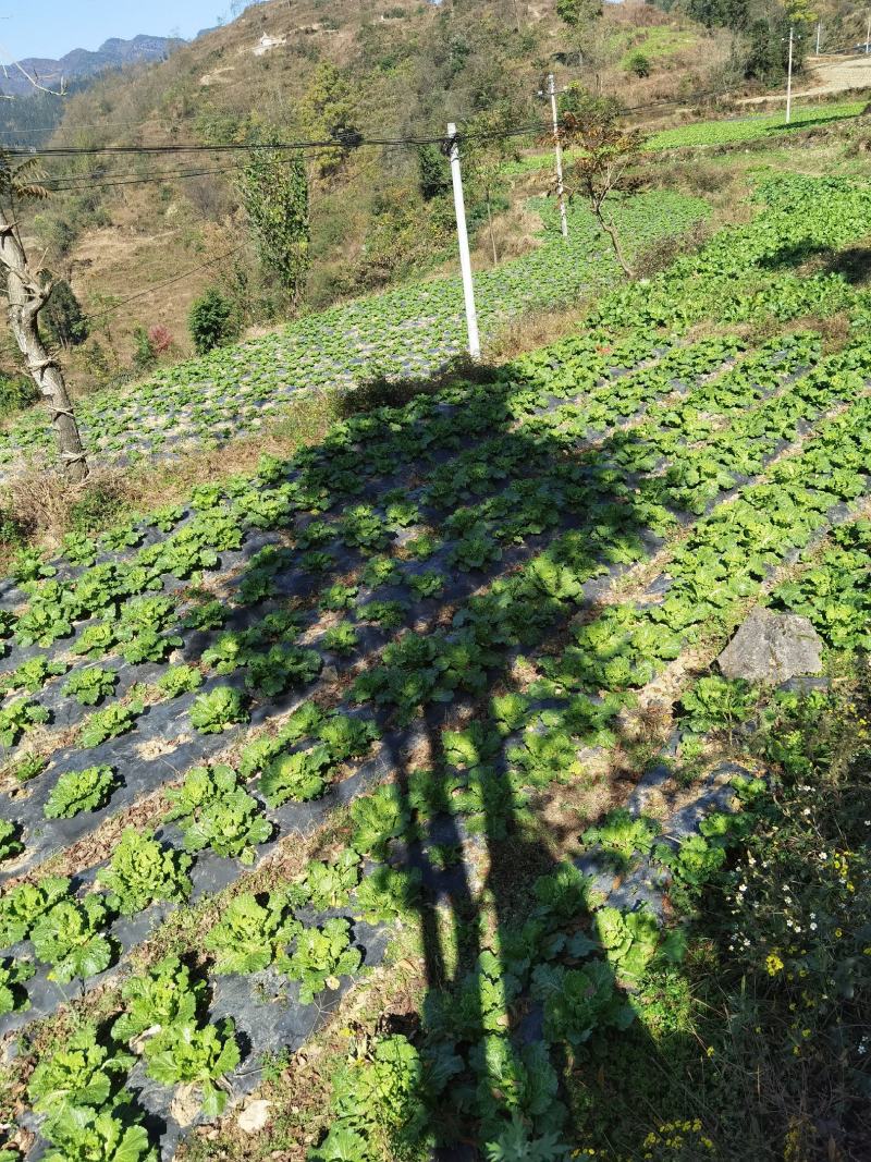 织金县万亩麻叶菜连续上市