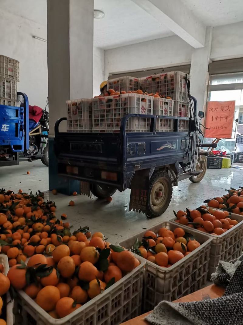 蜜橘清园货，尾货大量走货中