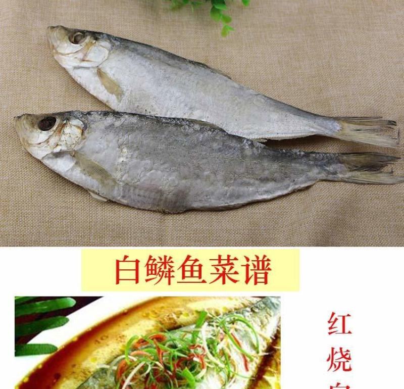白鳞鱼，自家渔船的，很新鲜！自带油性的一款鱼，很好吃