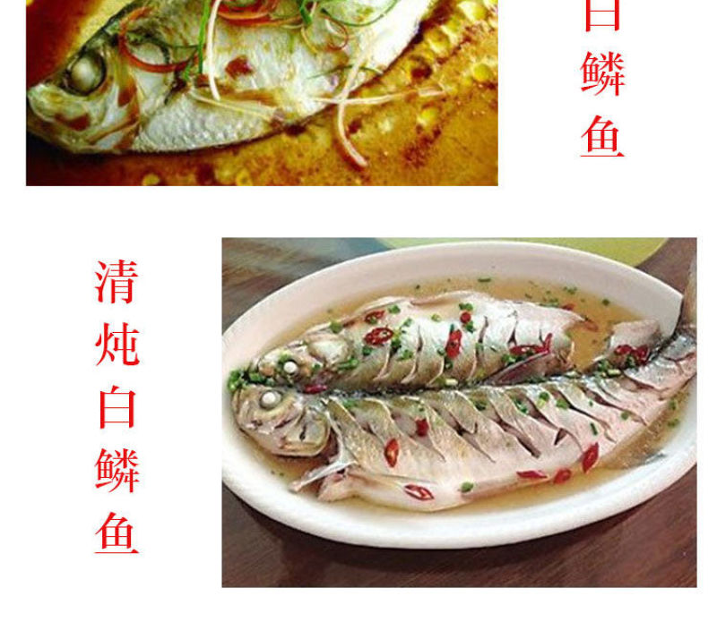 白鳞鱼，自家渔船的，很新鲜！自带油性的一款鱼，很好吃