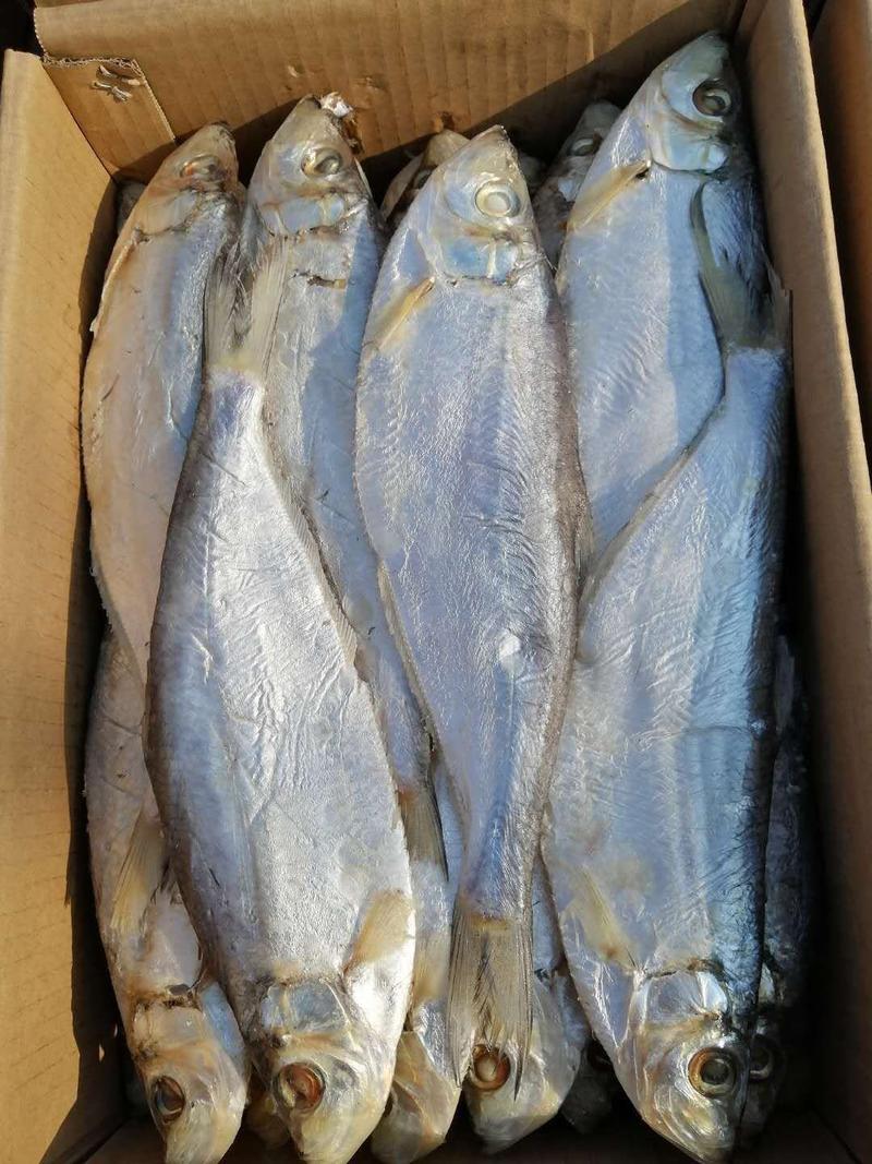 白磷鱼，一款咸鱼，自家渔船手工腌制，自然晾晒，肉质鲜美