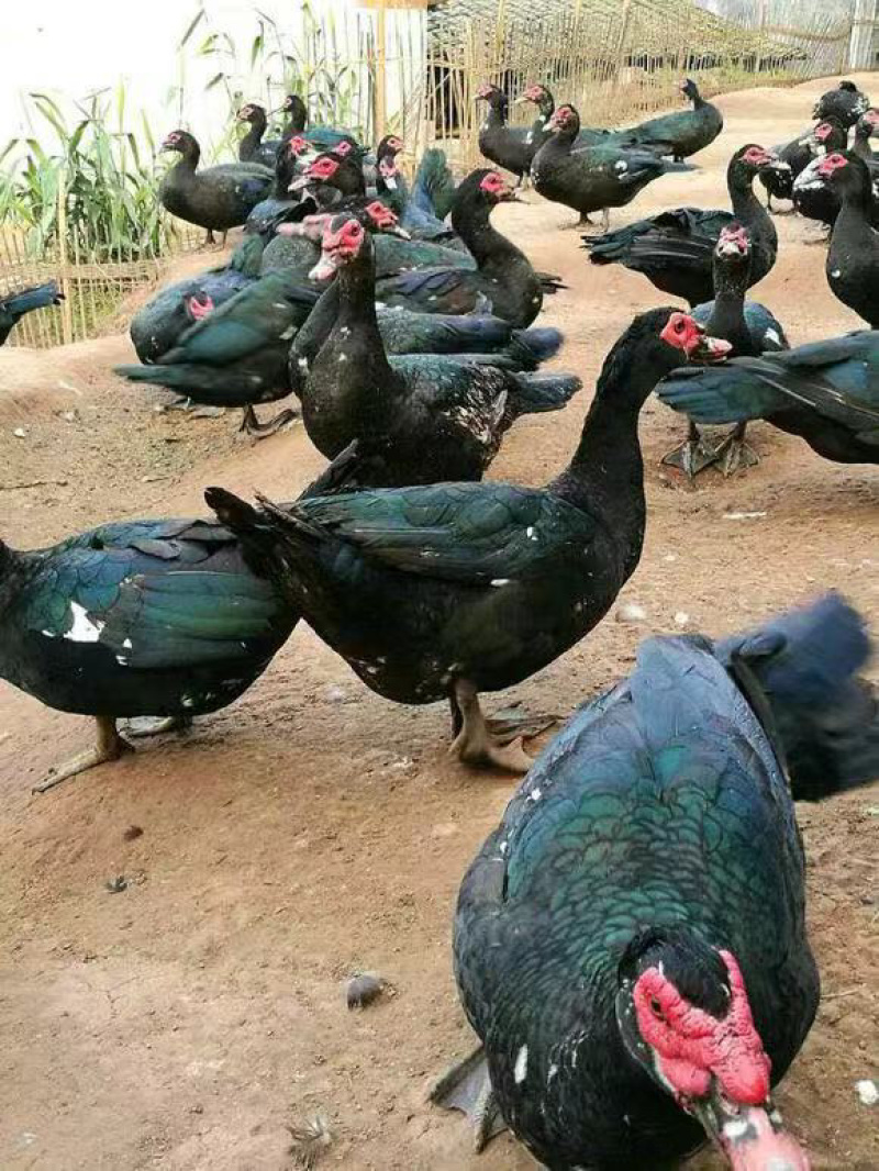 番鸭苗统苗厂家直销大量供应、质量保证，全国各地免费代办