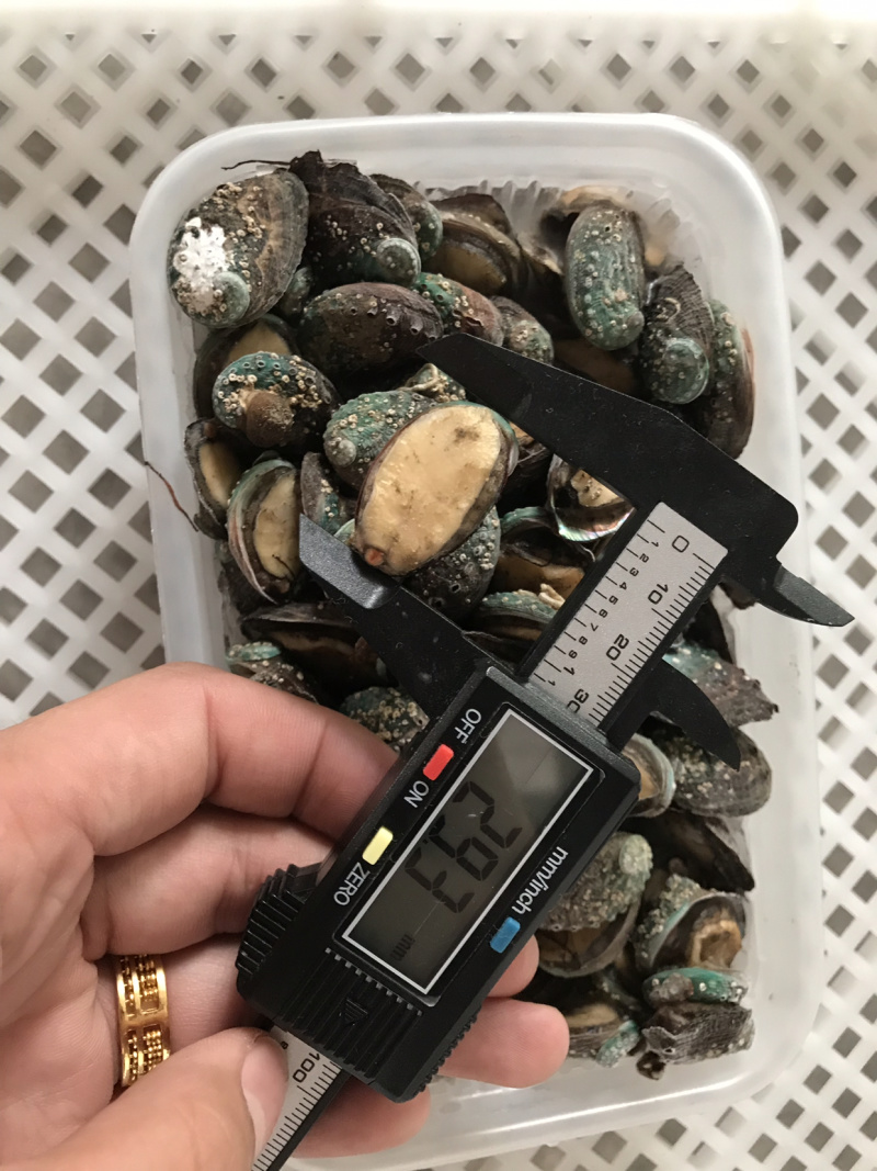 鲍鱼小鲍鱼捞汁小海鲜原料鲍鱼活冻小鲍鱼常年供应产品