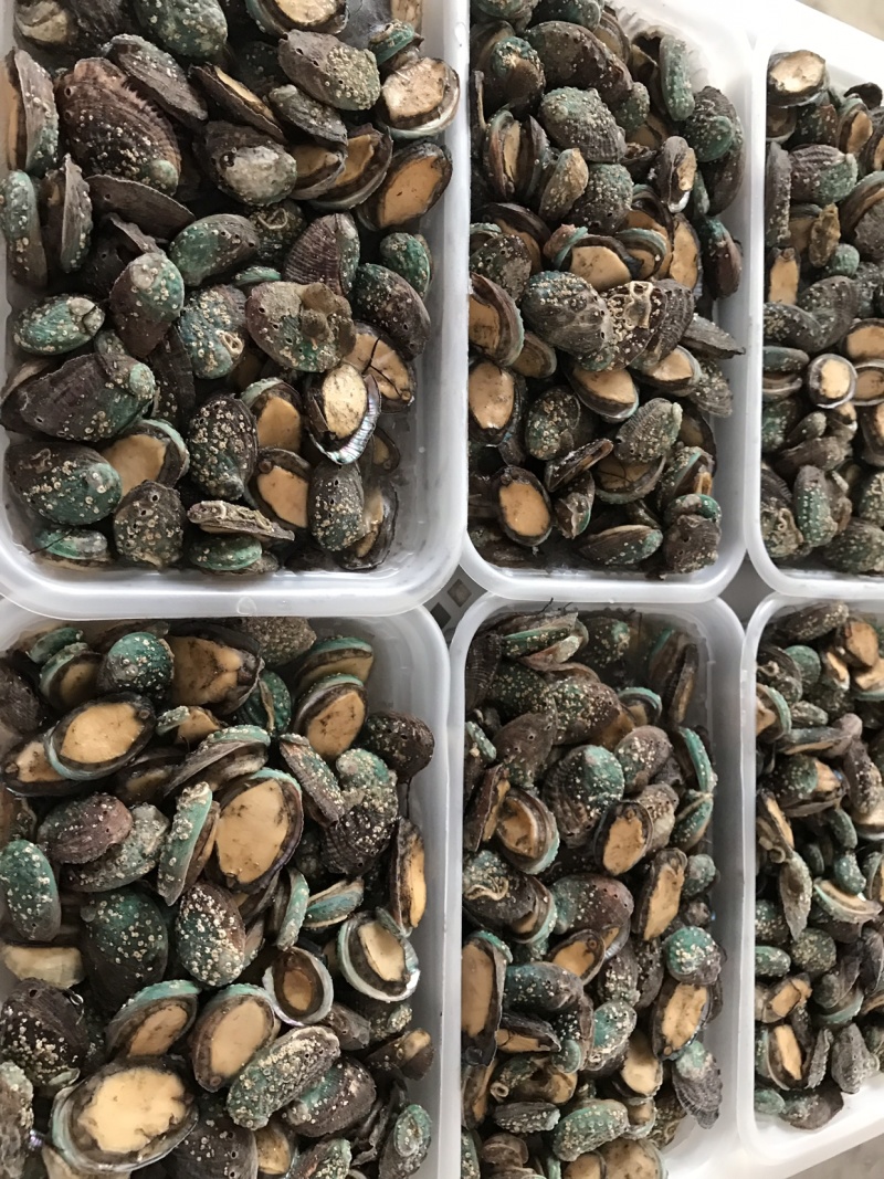 鲍鱼小鲍鱼捞汁小海鲜原料鲍鱼活冻小鲍鱼常年供应产品