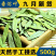 番泻叶正品天然番泻叶番泻叶泡水