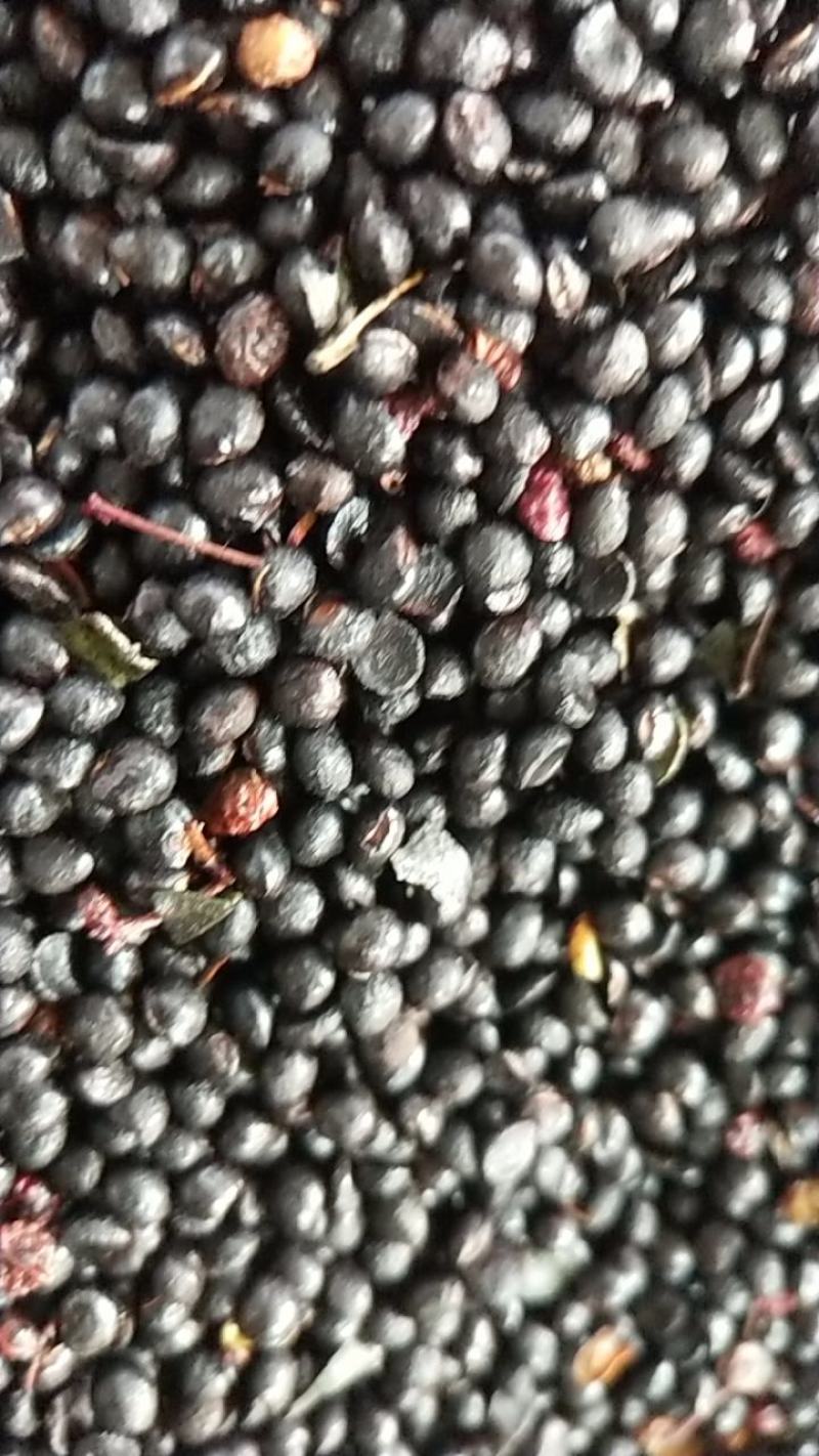 优质花椒籽、甘肃临夏花椒新出优质花椒籽无腐烂