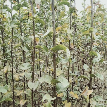 河南基地大量出售圆黄梨梨树苗品质保证量大从优现挖现发