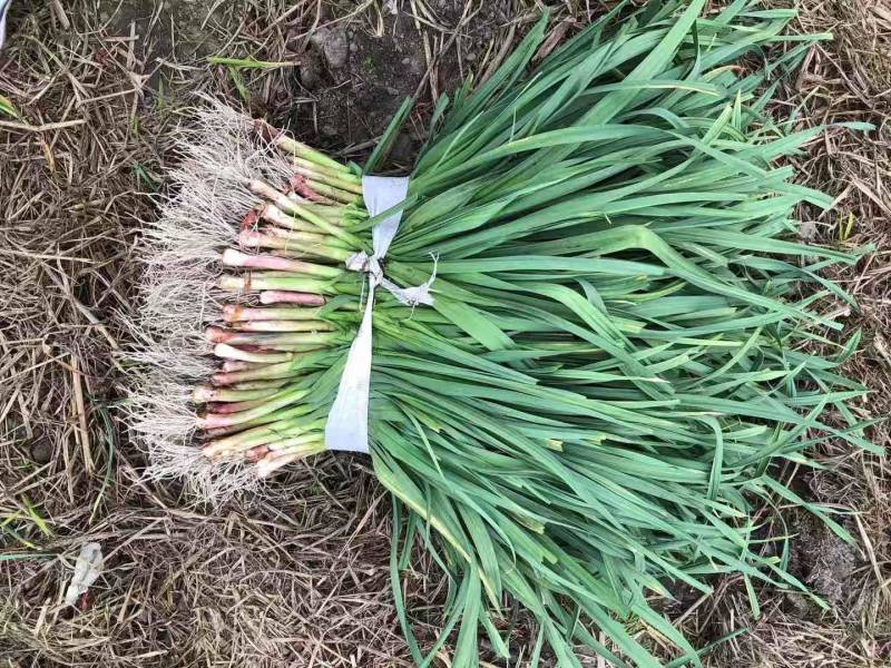 精品早蒜苗（红根）大量上市