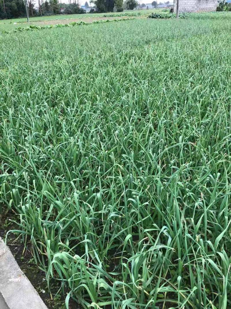 精品早蒜苗（红根）大量上市