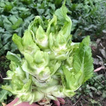 本地精品儿菜大量上市