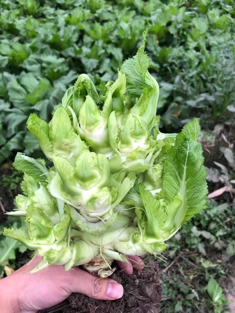 本地精品儿菜大量上市
