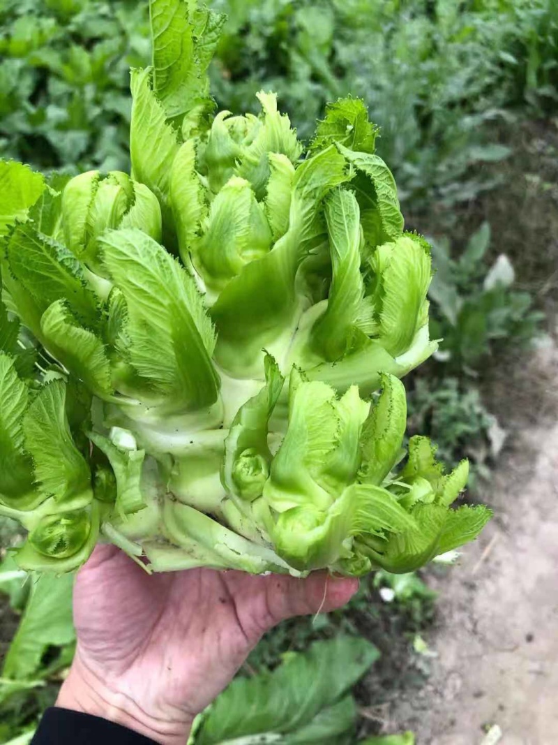 本地精品儿菜大量上市
