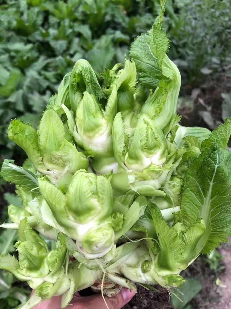 本地精品儿菜大量上市