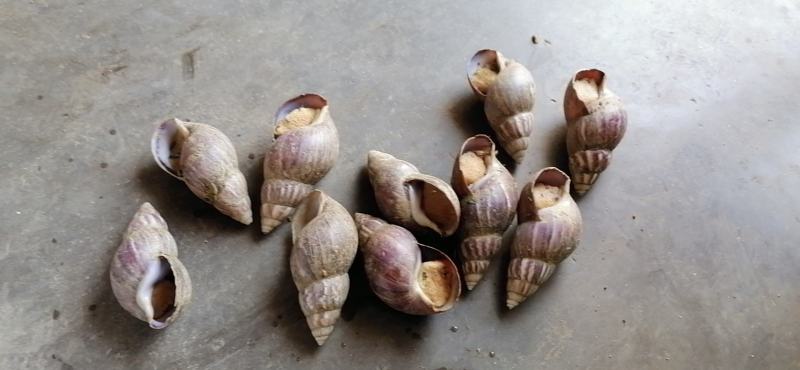 宠物蜗牛，特种蜗牛王，白玉蜗牛宠物