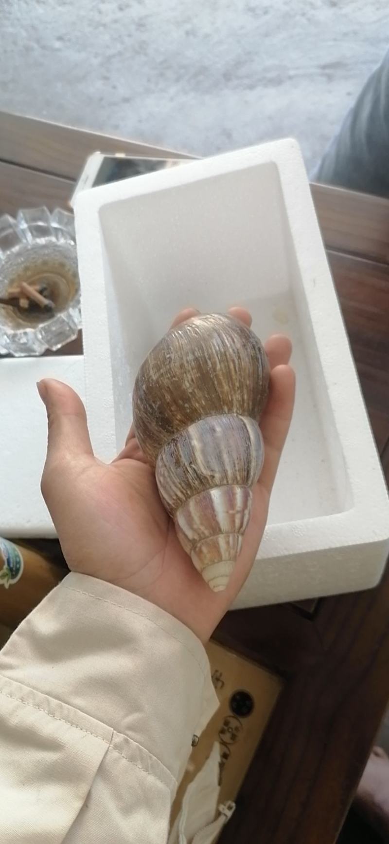 宠物蜗牛，特种蜗牛王，白玉蜗牛宠物