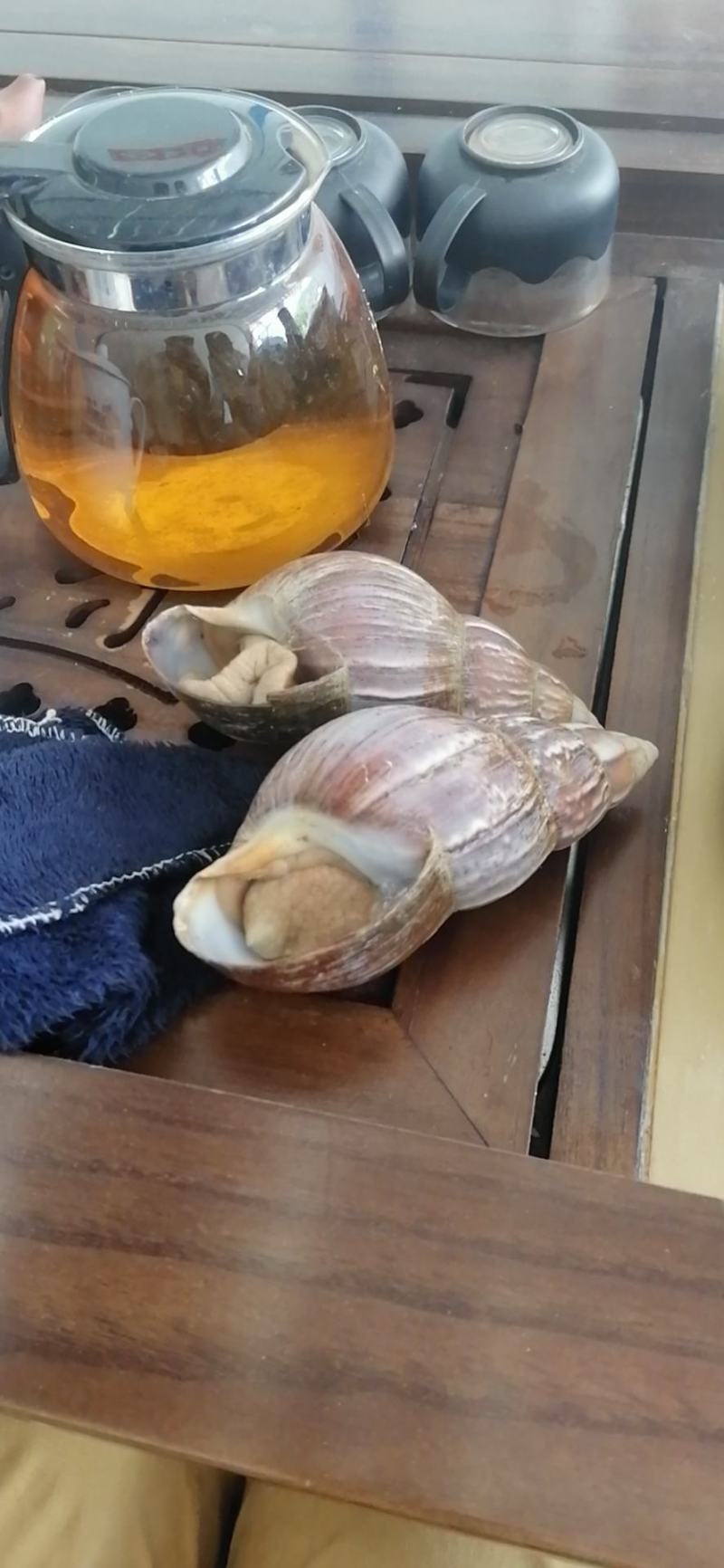 宠物蜗牛，特种蜗牛王，白玉蜗牛宠物