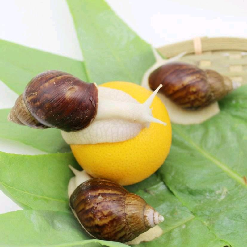 宠物蜗牛，特种蜗牛王，白玉蜗牛宠物