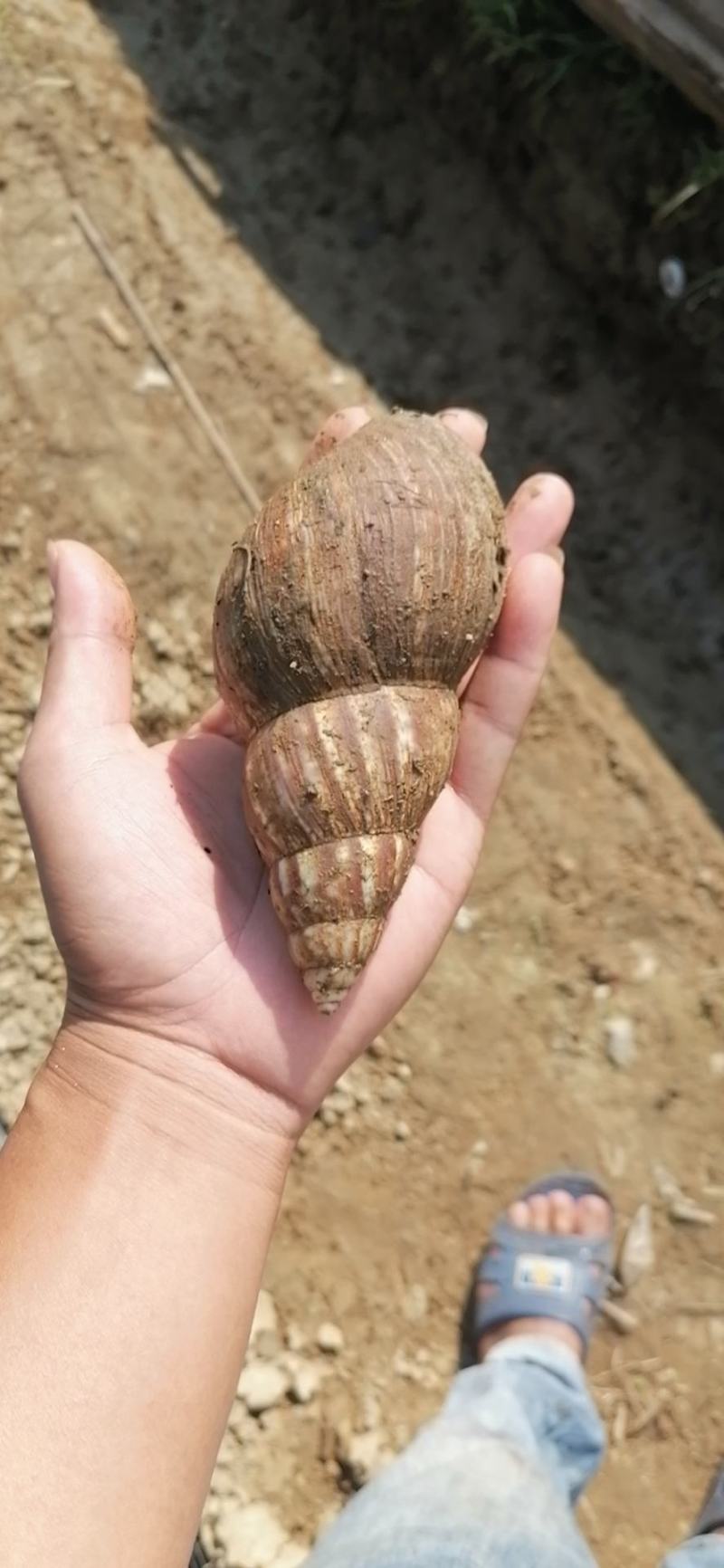 宠物蜗牛，特种蜗牛王，白玉蜗牛宠物