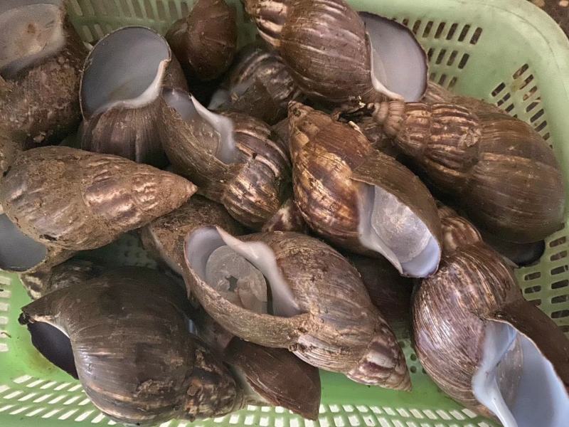 宠物蜗牛，特种蜗牛王，白玉蜗牛宠物