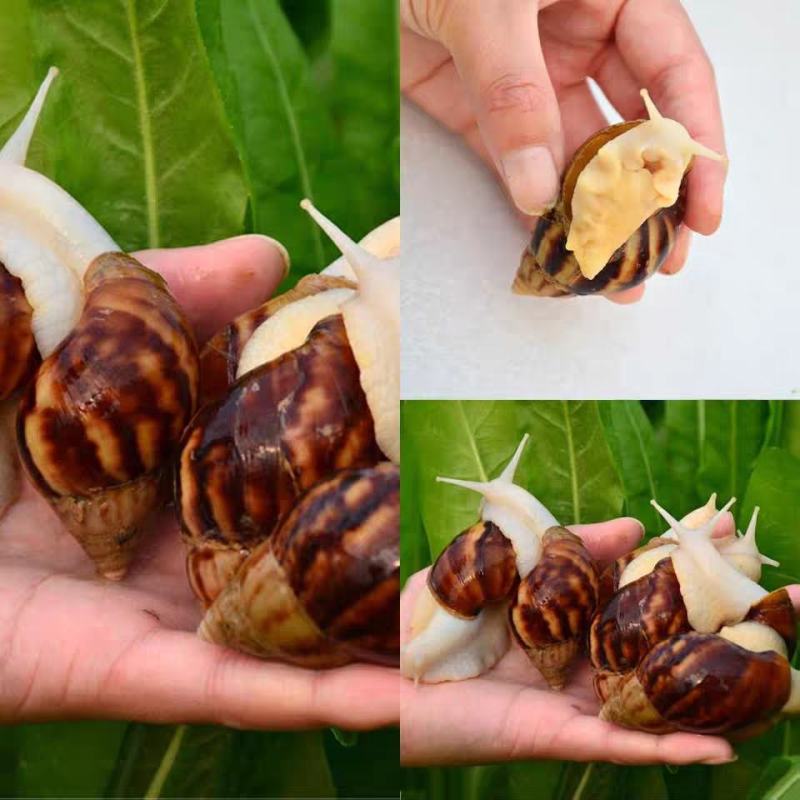宠物蜗牛，特种蜗牛王，白玉蜗牛宠物