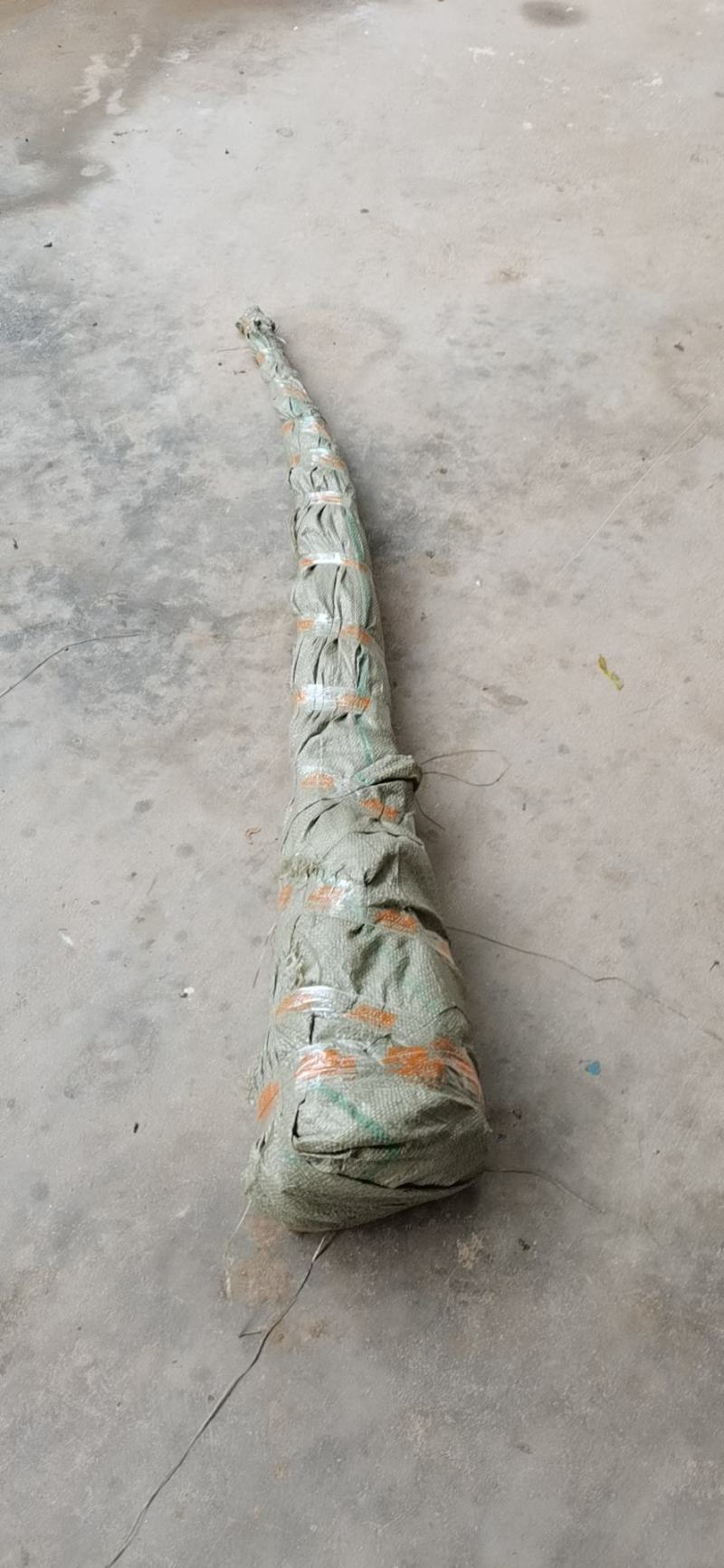 垂枝梅，别名垂枝骨里红梅。又称锦江垂枝梅，河南鄢陵货源，