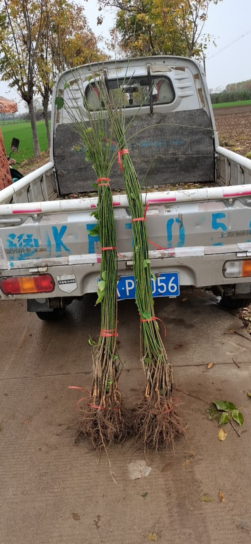 垂枝梅，别名垂枝骨里红梅。又称锦江垂枝梅，河南鄢陵货源，