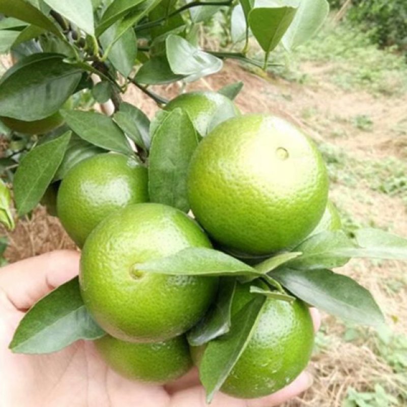柑橘类皇帝柑贡柑中果5斤一箱