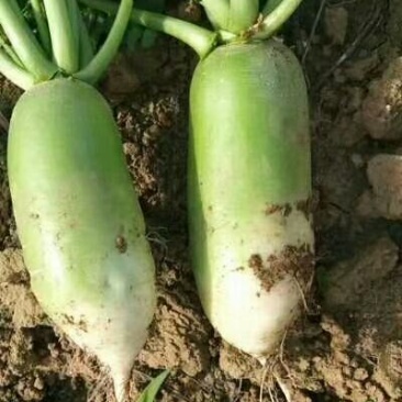 河南791萝卜基地供货口感清脆爽口量大价优！