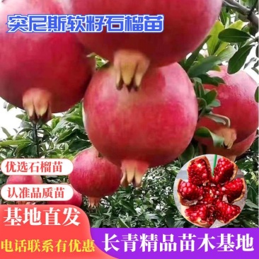 石榴苗山东突尼斯软籽石榴苗，嫁接正品无籽基地直发签约包邮