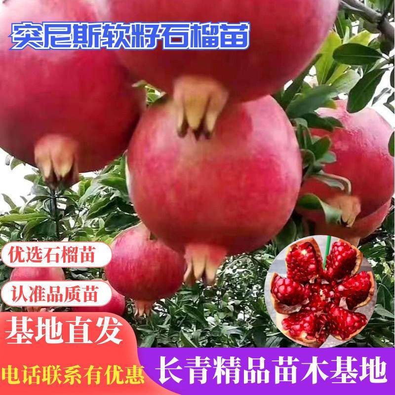 石榴苗山东突尼斯软籽石榴苗，嫁接正品无籽基地直发签约包邮