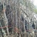 河南基地大量出售脆蜜一号枣树苗量大从优品质保证