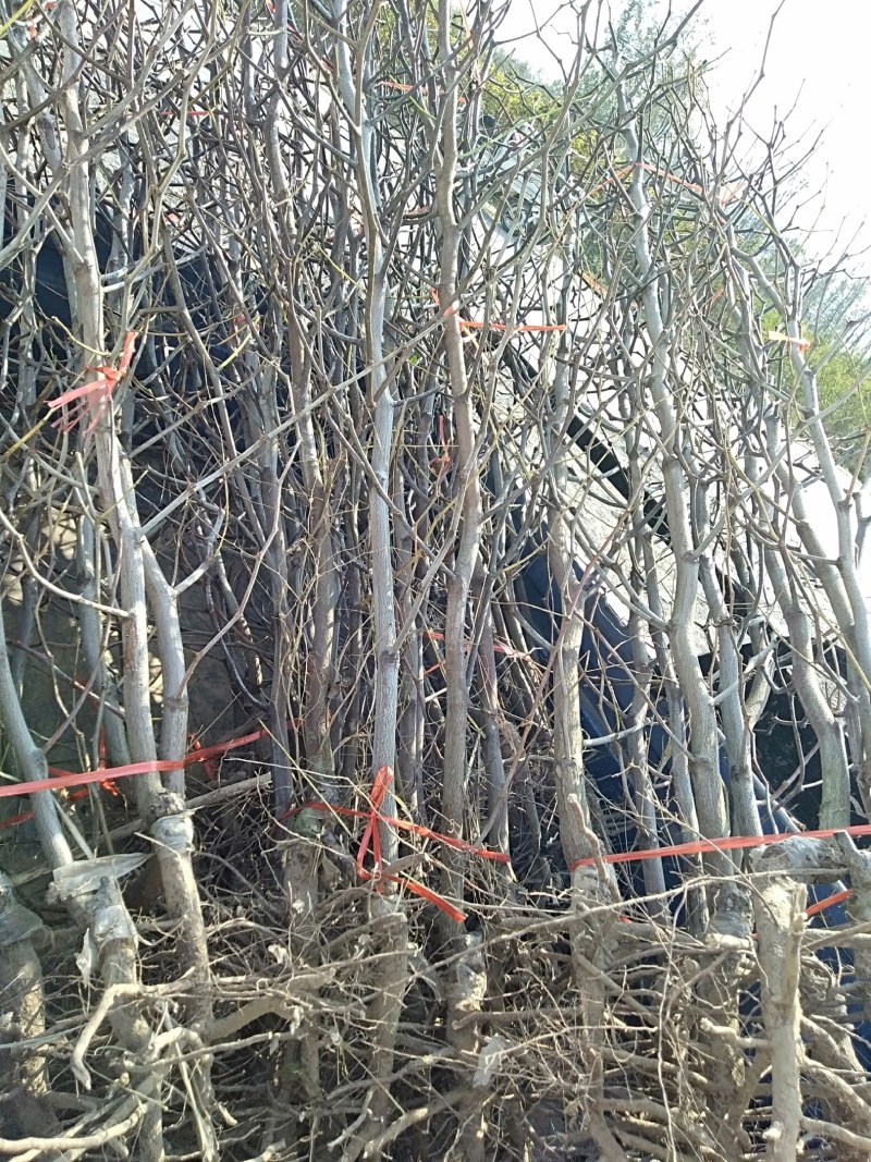 河南基地大量出售脆蜜一号枣树苗量大从优品质保证