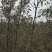 河南基地大量出售脆蜜一号枣树苗量大从优品质保证