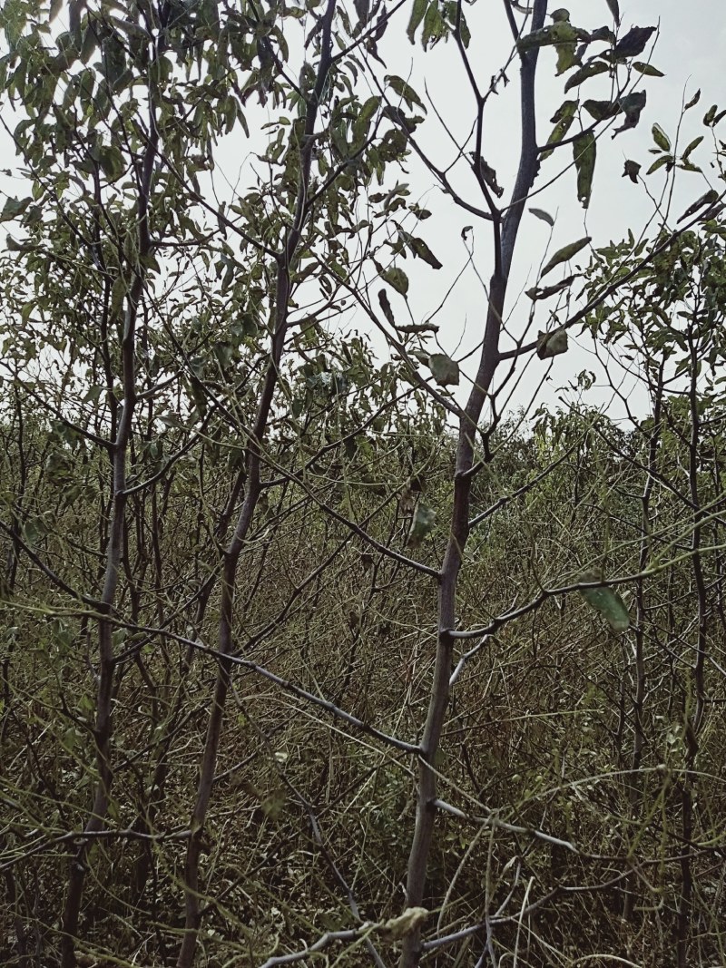 河南基地大量出售脆蜜一号枣树苗量大从优品质保证