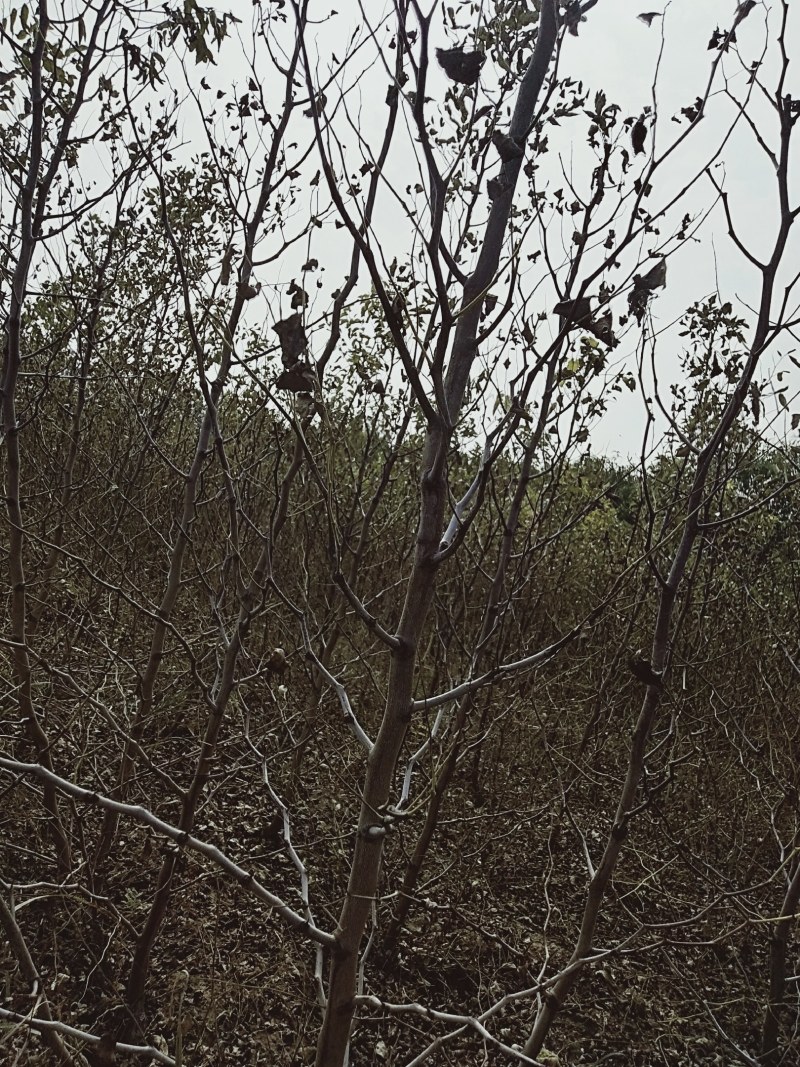 河南基地大量出售脆蜜一号枣树苗量大从优品质保证