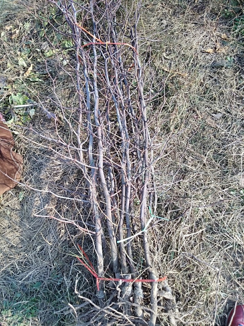 河南基地大量出售脆蜜一号枣树苗量大从优品质保证