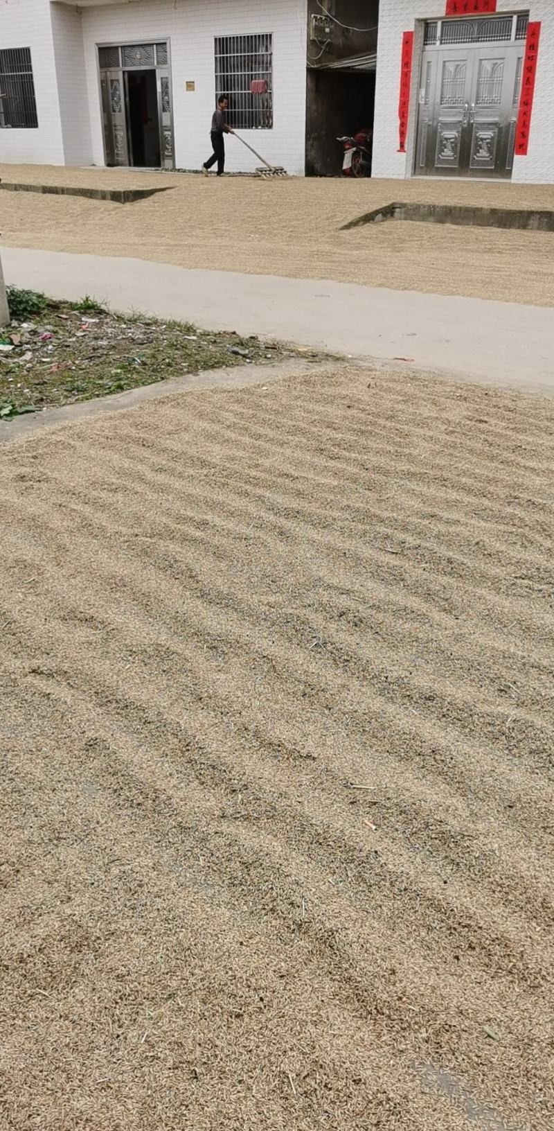 洪湖忆口香再生稻香米订单种植，产自洪湖岸边肥沃绿色的土地